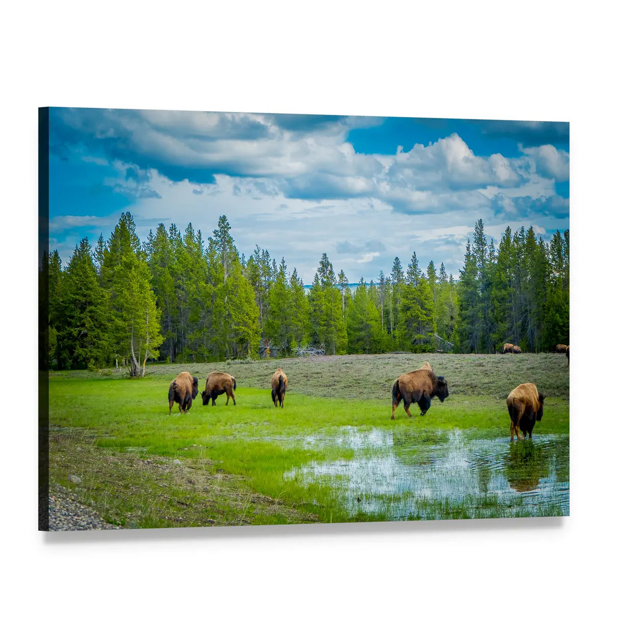 Bison Herd in Reflective Meadow Canvas Wall Art, single panel gallery wrapped canvas, angled product view