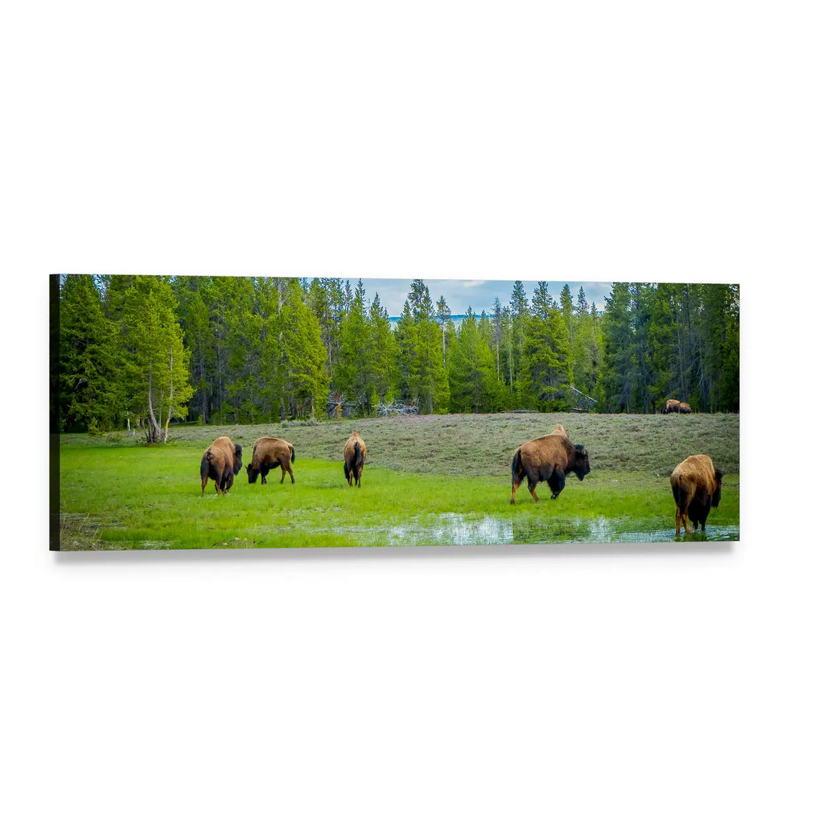 Herd of Bison in Green Meadow Panoramic Canvas Wall Art, single panel gallery wrapped canvas, angled product view