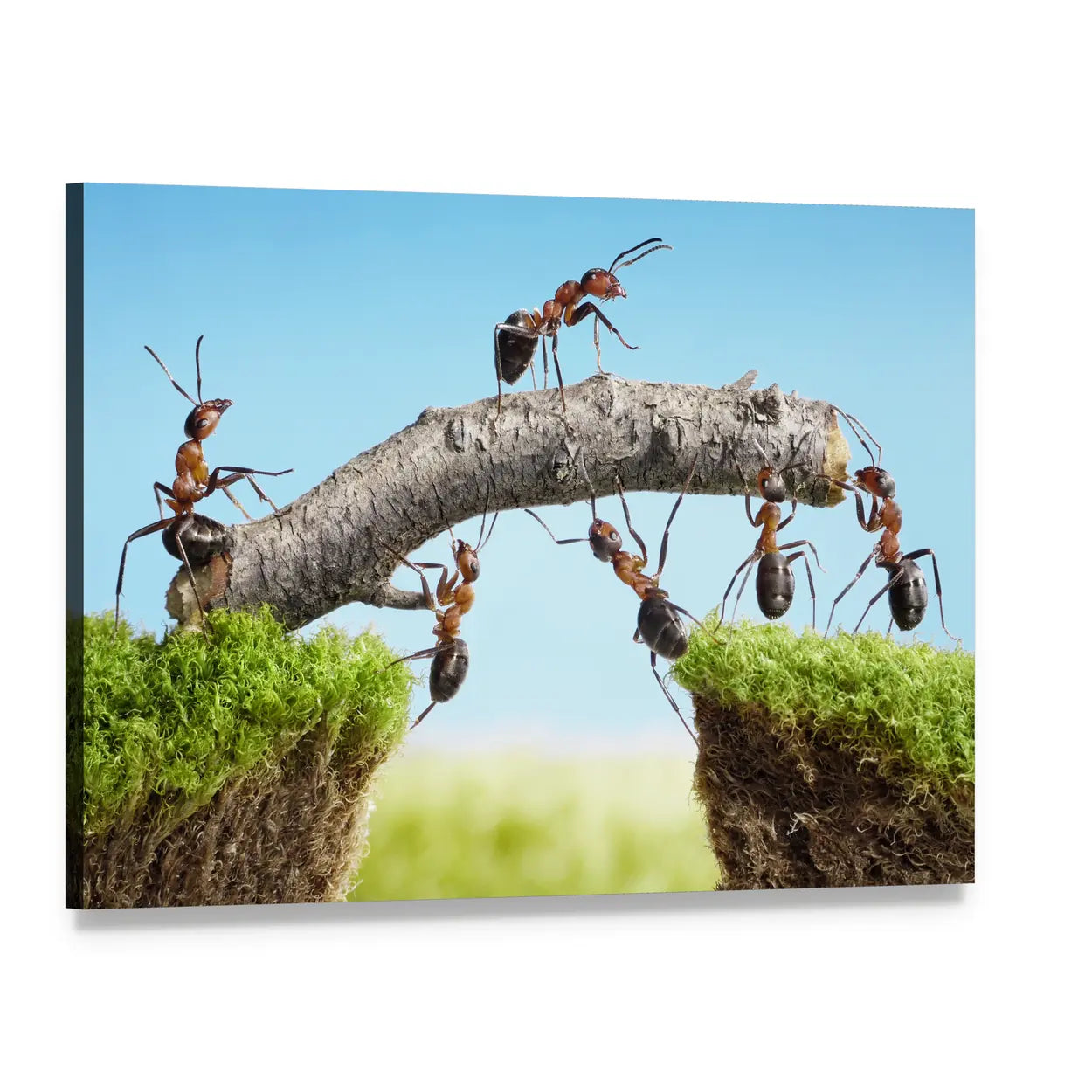 Ants Building a Twig Bridge Canvas Wall Art, single panel gallery wrapped canvas, angled product view