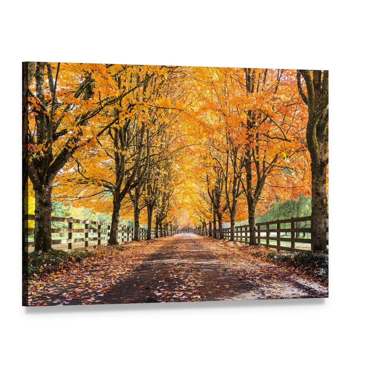Autumn Tree Tunnel with Golden Leaves Canvas Wall Art, single panel gallery wrapped canvas, angled product view