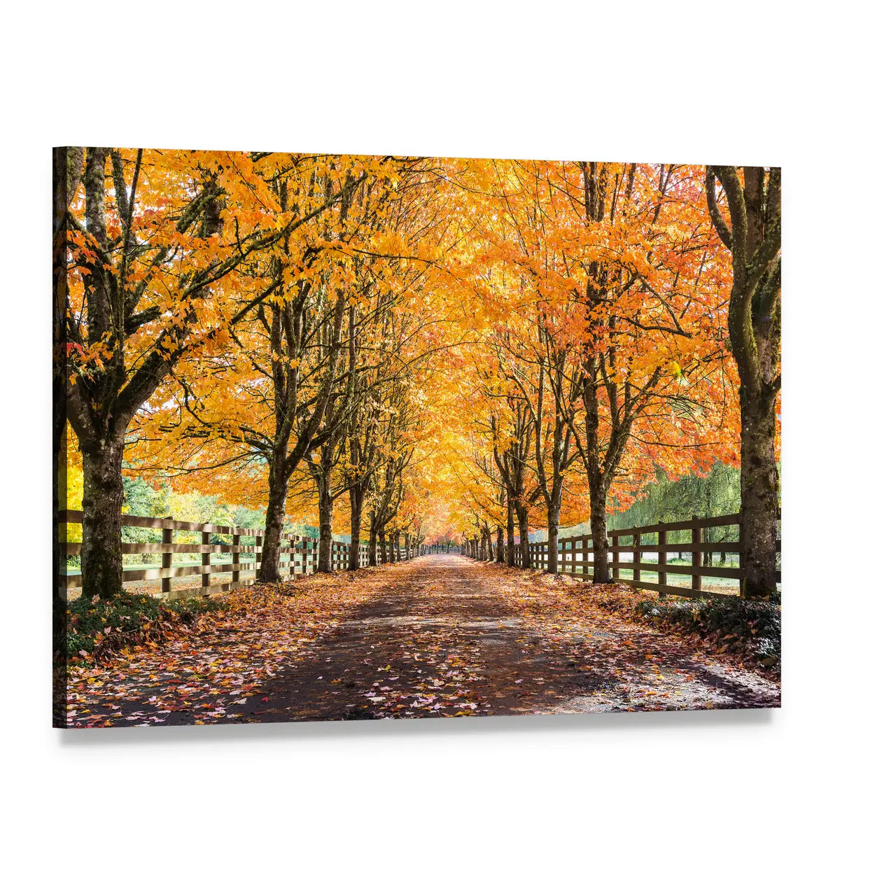 Autumn Tree Tunnel with Golden Leaves Canvas Wall Art, single panel gallery wrapped canvas, angled product view