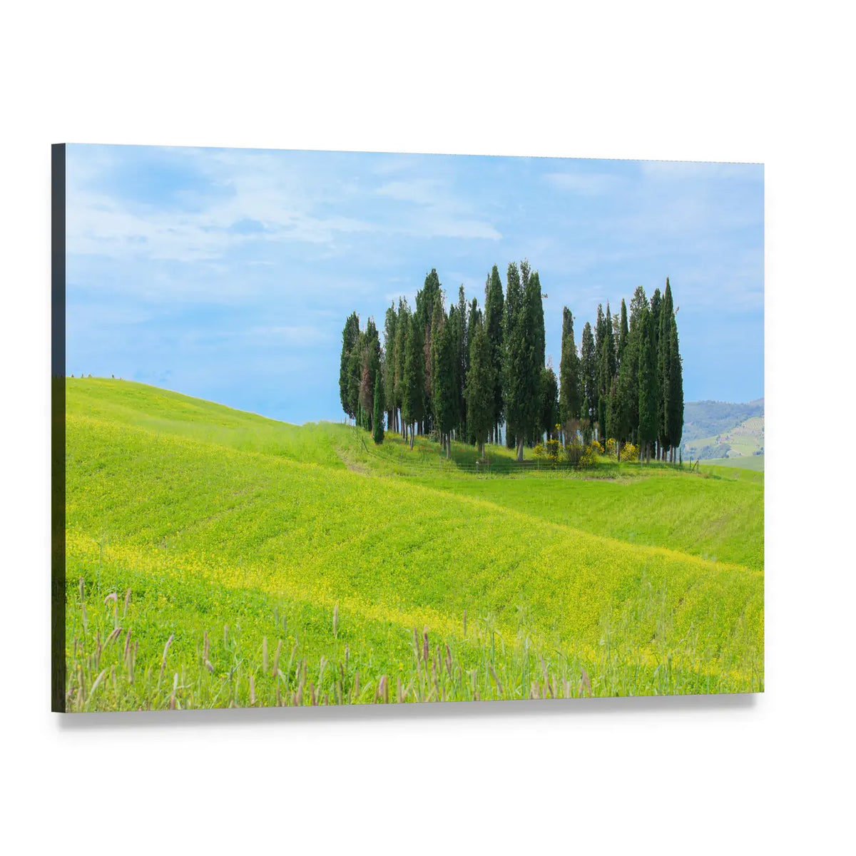 Cypress Trees in Tuscany Canvas Wall Art, single panel gallery wrapped canvas, angled product view