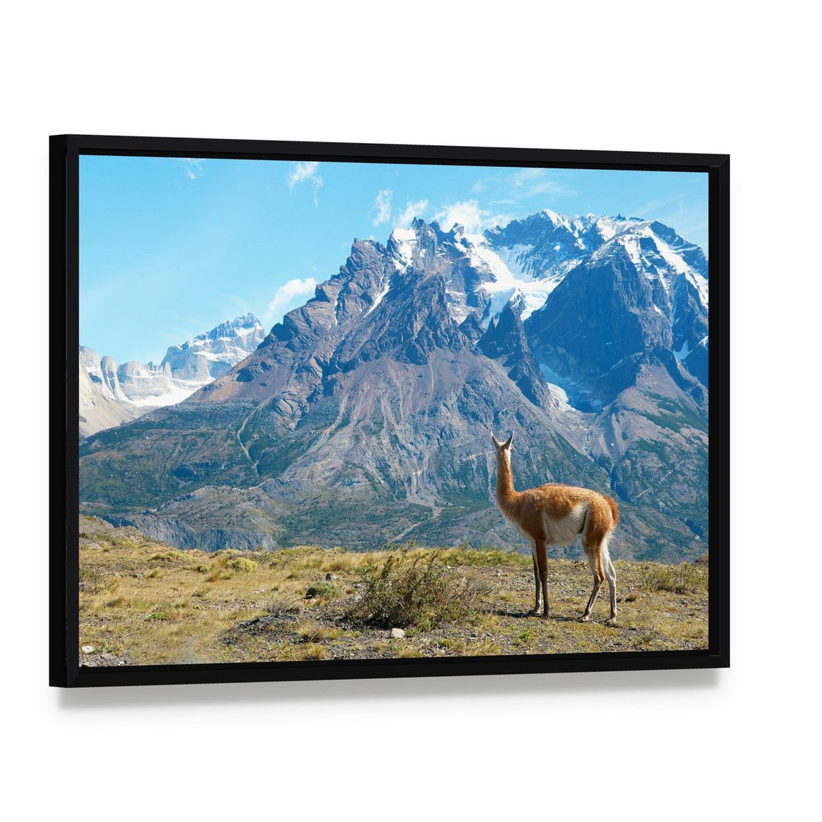 Guanaco in Torres Del Paine Canvas Wall Art, framed canvas in a black floater frame, angled product view