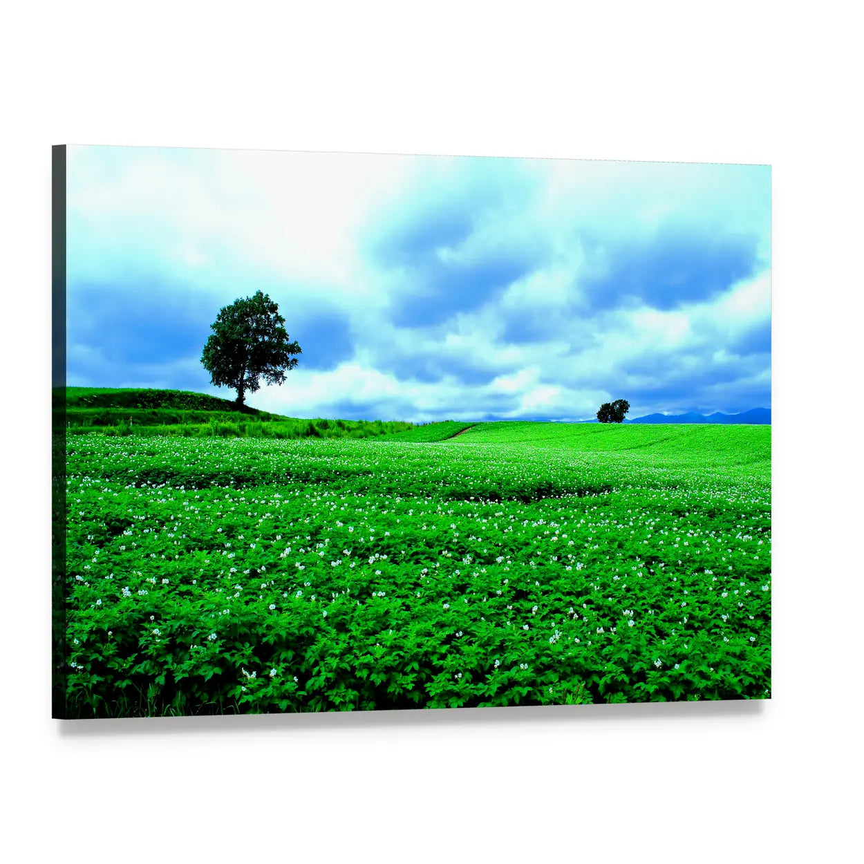 Hill of Biei, Hokkaido Canvas Wall Art, single panel gallery wrapped canvas, angled product view