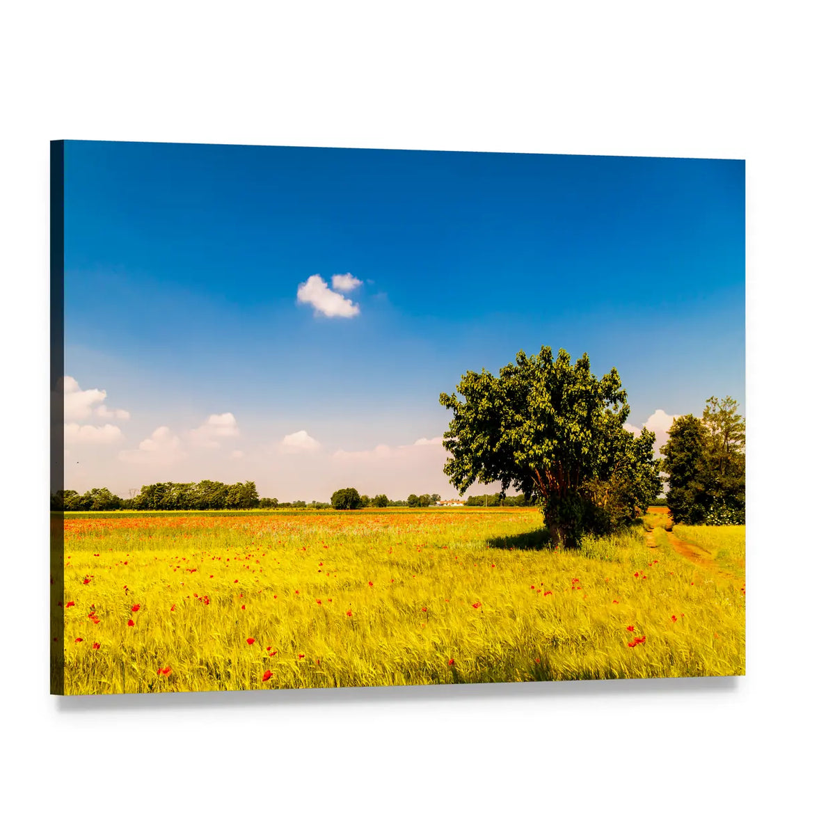 Lone Tree in Golden Poppy Field Canvas Wall Art, single panel gallery wrapped canvas, angled product view