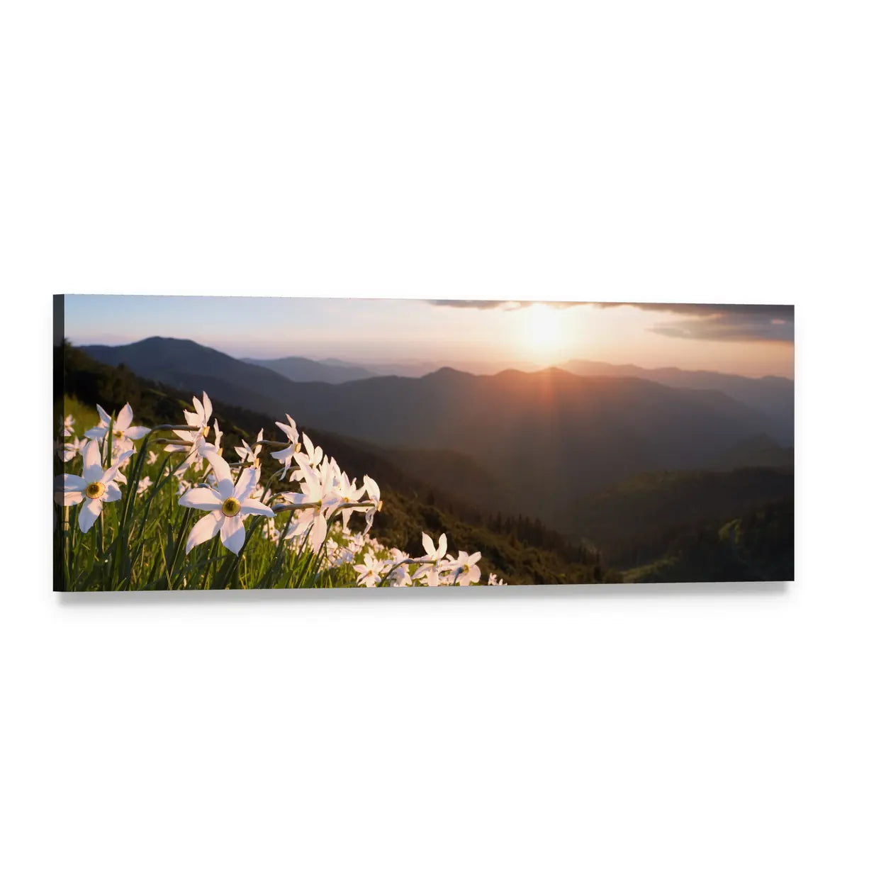 Daffodils in a Mountain Valley Panoramic Canvas Wall Art, single panel gallery wrapped canvas, angled product view