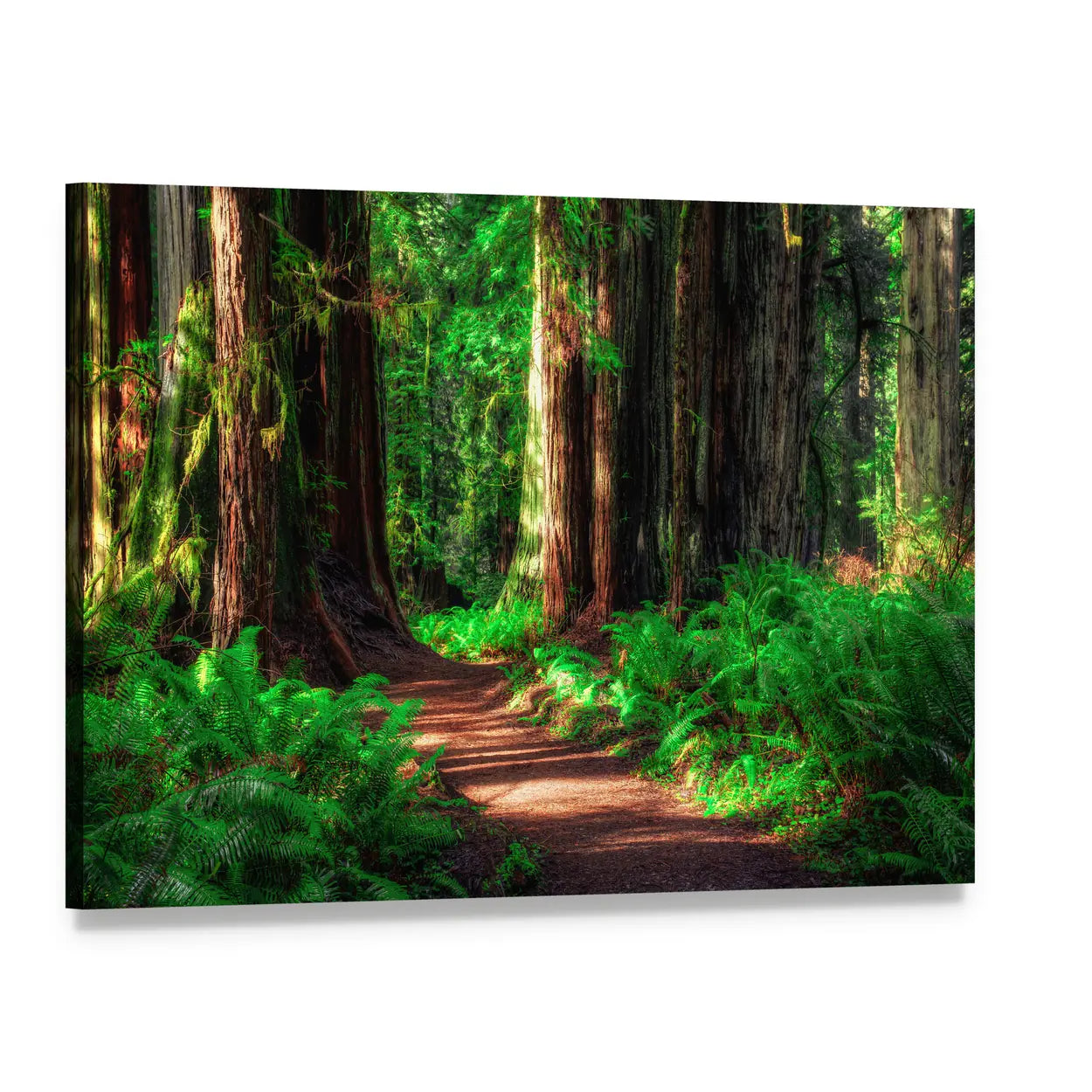 Sunlit Path Through Redwood Forest Canvas Wall Art, single panel gallery wrapped canvas, angled product view
