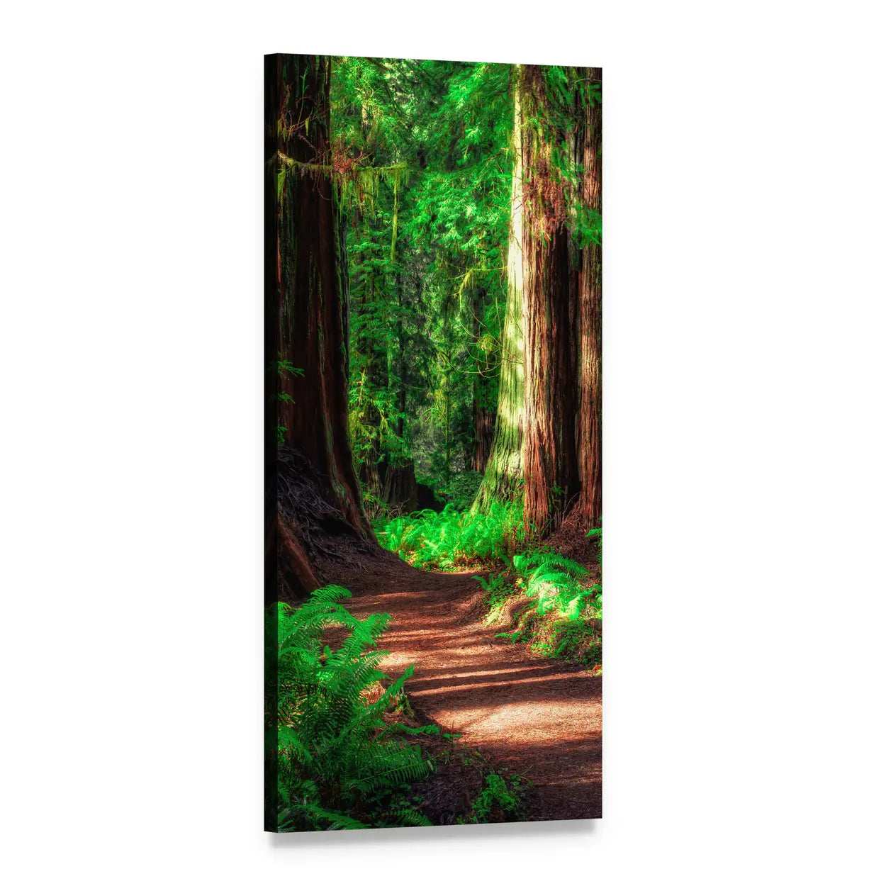 Winding Path Among Redwoods Vertical Canvas Wall Art, 1 panel 1 Vertical layout gallery wrapped canvas set, angled product view