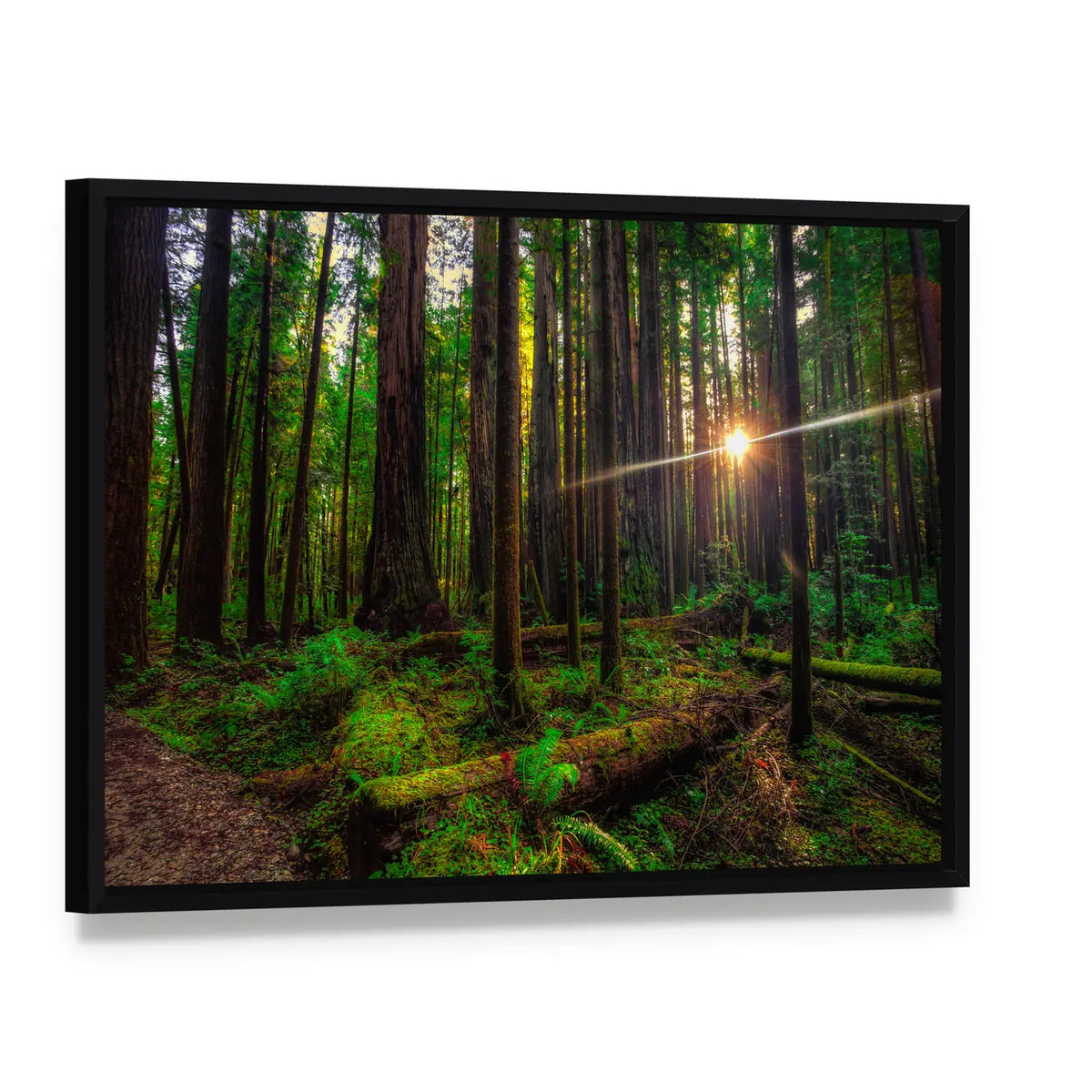 Sunlight in the Redwoods Canvas Wall Art, framed canvas in a black floater frame, angled product view