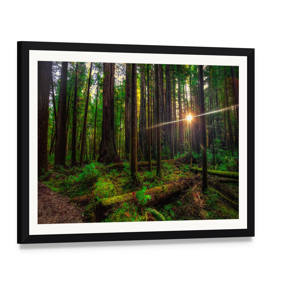 Sunlight in the Redwoods Canvas Wall Art, framed print with white mat and black frame, angled product view