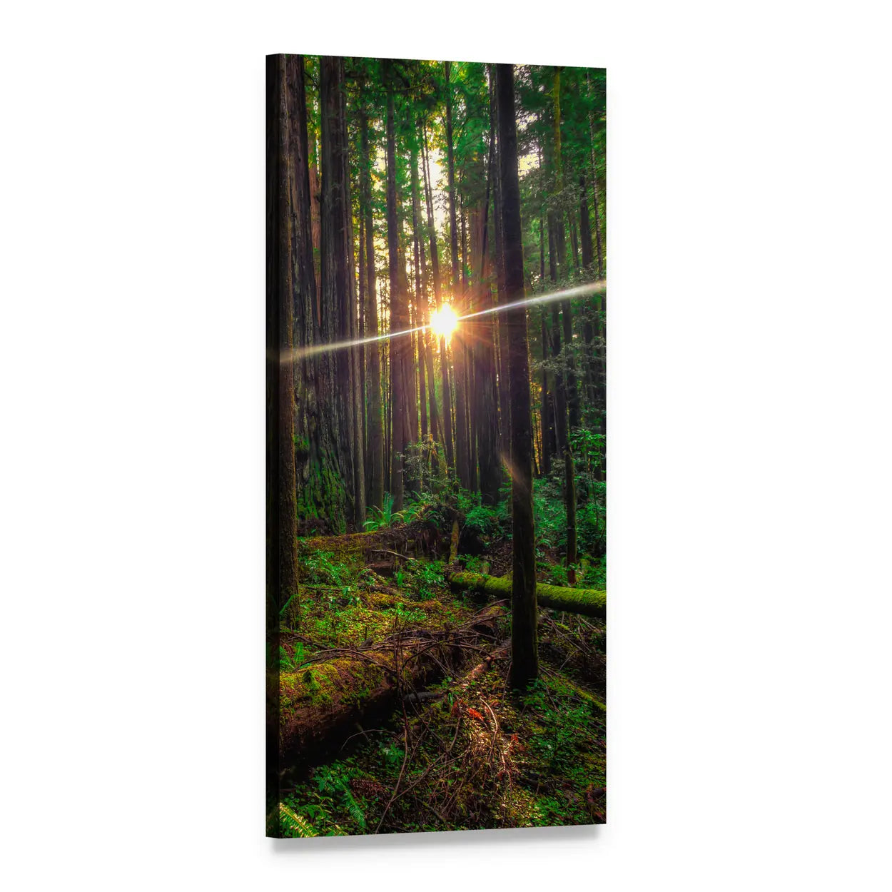 Sunlight in the Redwoods Vertical Canvas Wall Art, 1 panel 1 Vertical layout gallery wrapped canvas set, angled product view