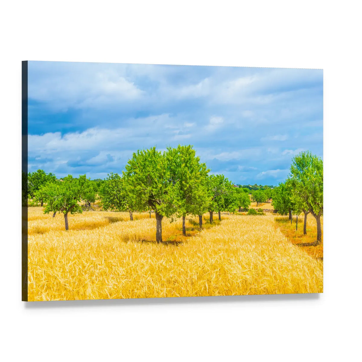 Mallorca Countryside Golden Field Canvas Wall Art, single panel gallery wrapped canvas, angled product view