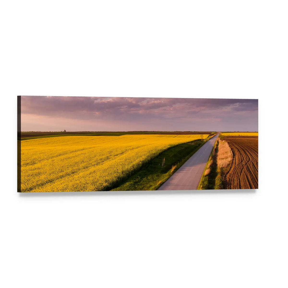 Canola Field Road at Sunset Panoramic Canvas Wall Art, single panel gallery wrapped canvas, angled product view
