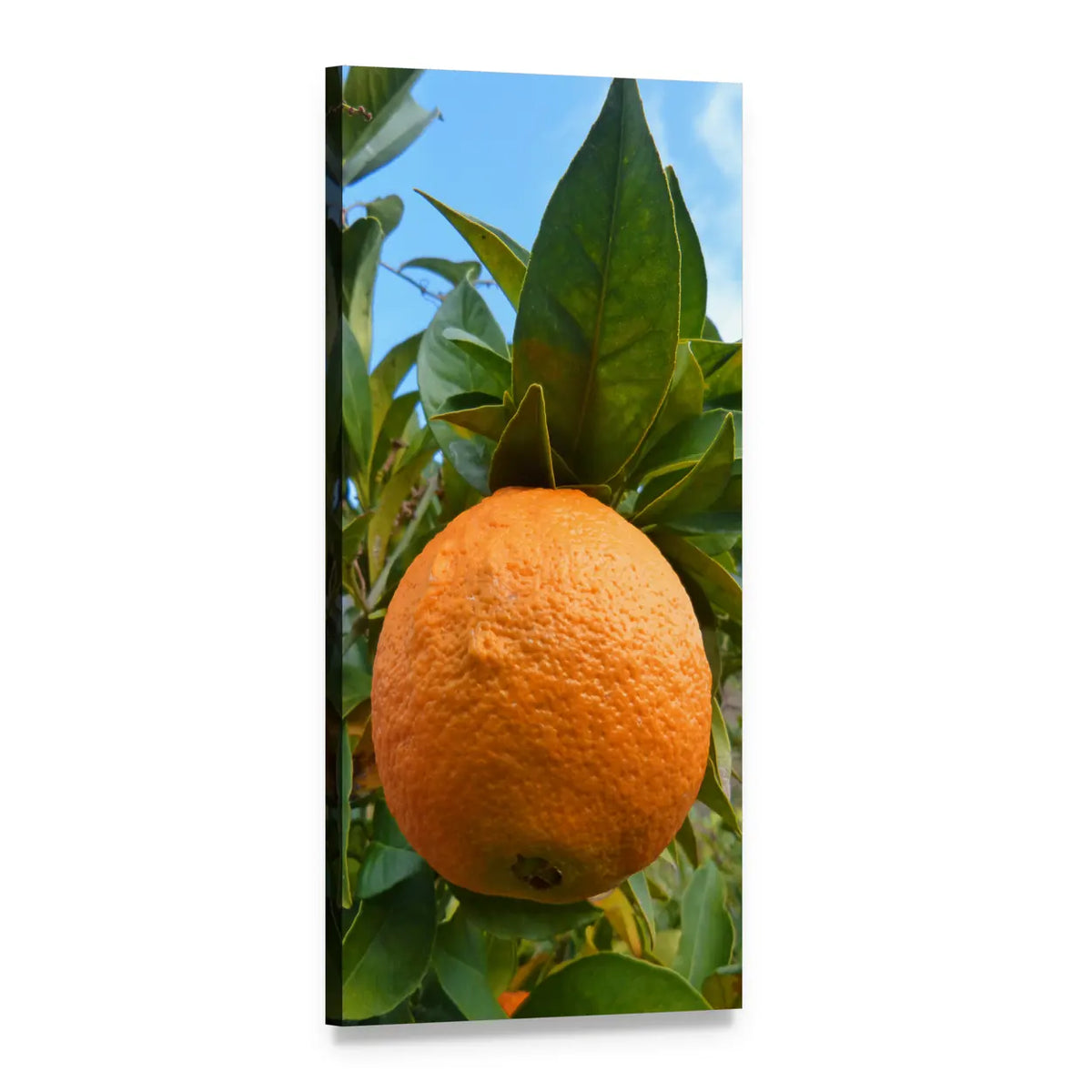 Naranjo Orange Tree Close-up Vertical Canvas Wall Art, 1 panel 1 Vertical layout gallery wrapped canvas set, angled product view