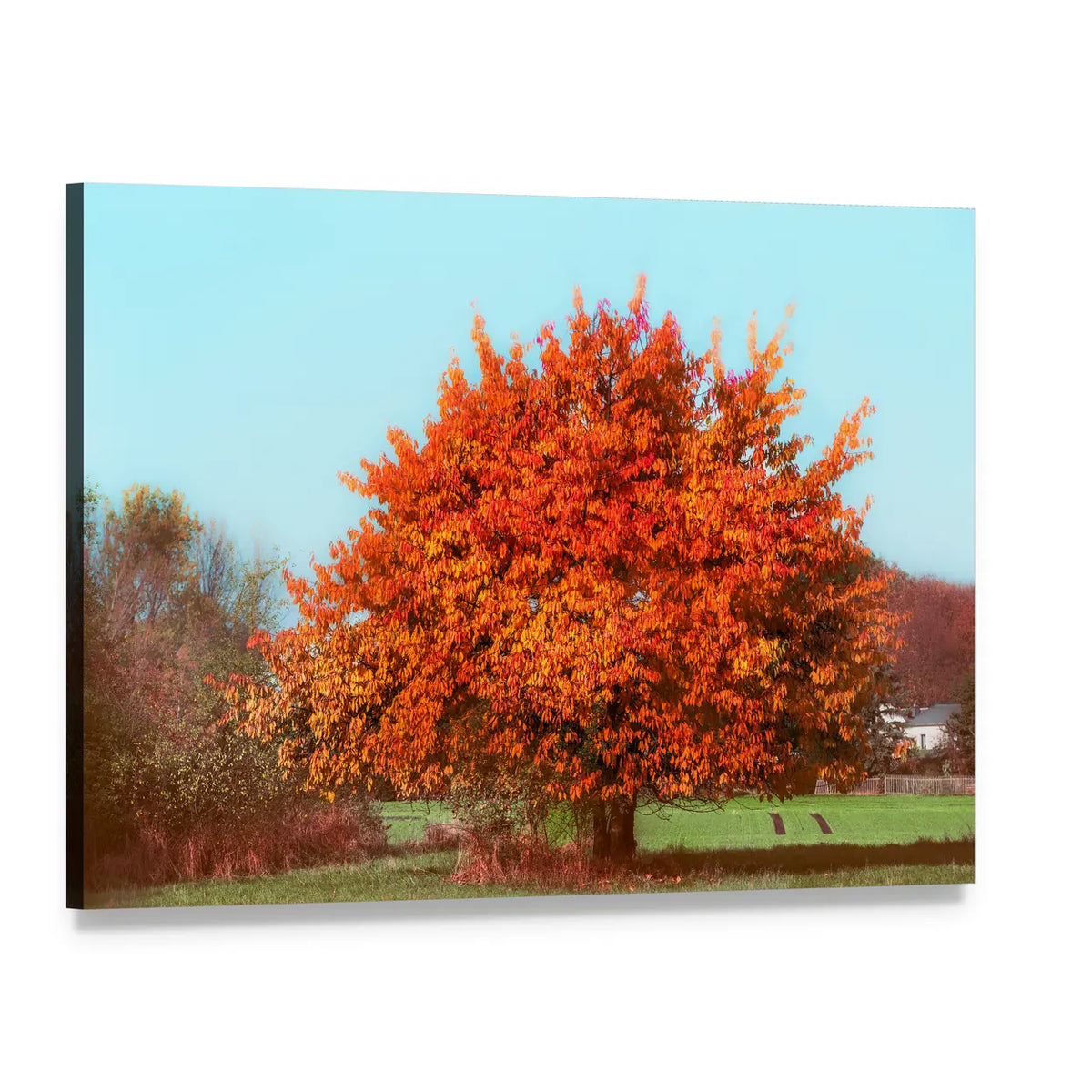Autumn Tree with Red Foliage Canvas Wall Art, single panel gallery wrapped canvas, angled product view