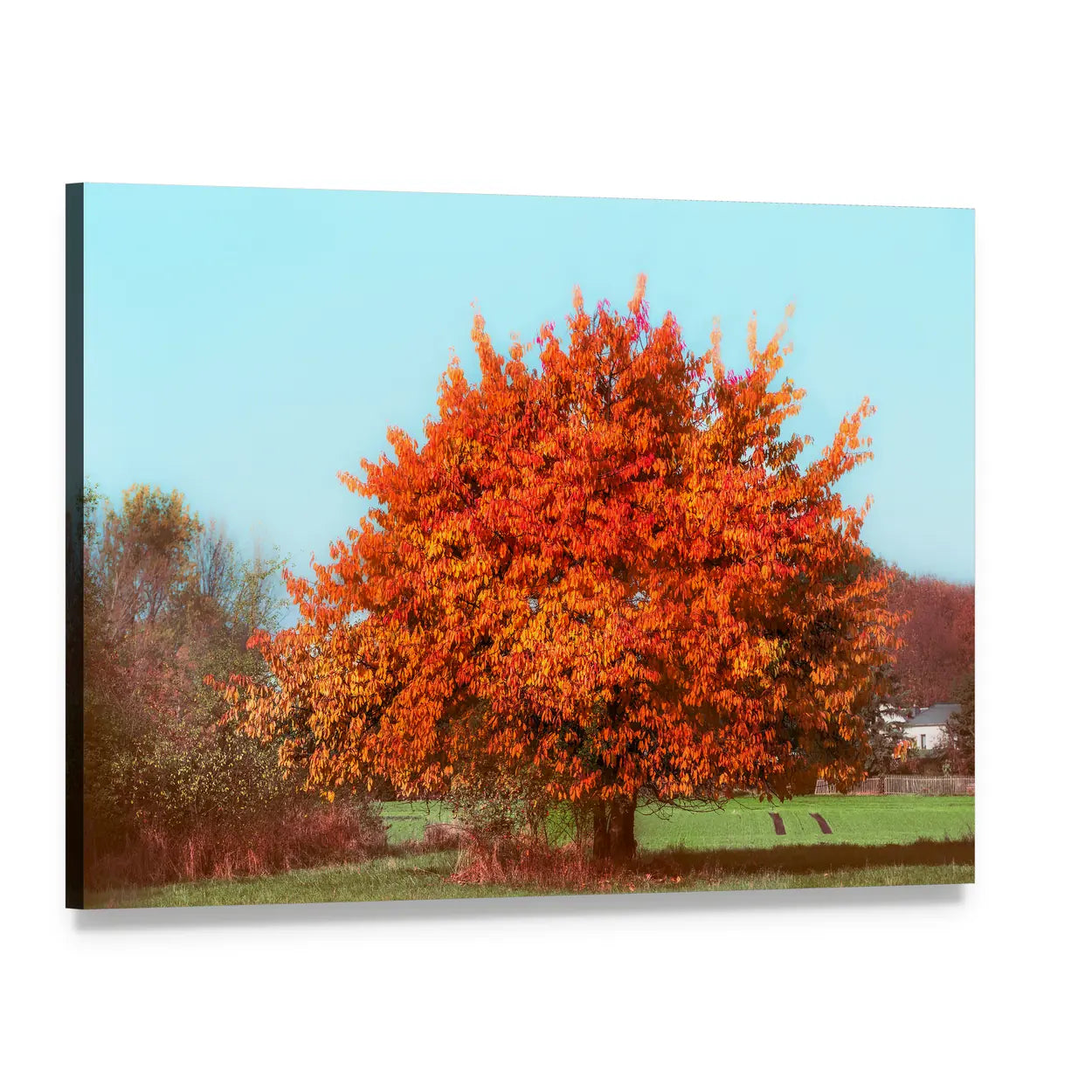 Autumn Tree with Red Foliage Canvas Wall Art, single panel gallery wrapped canvas, angled product view