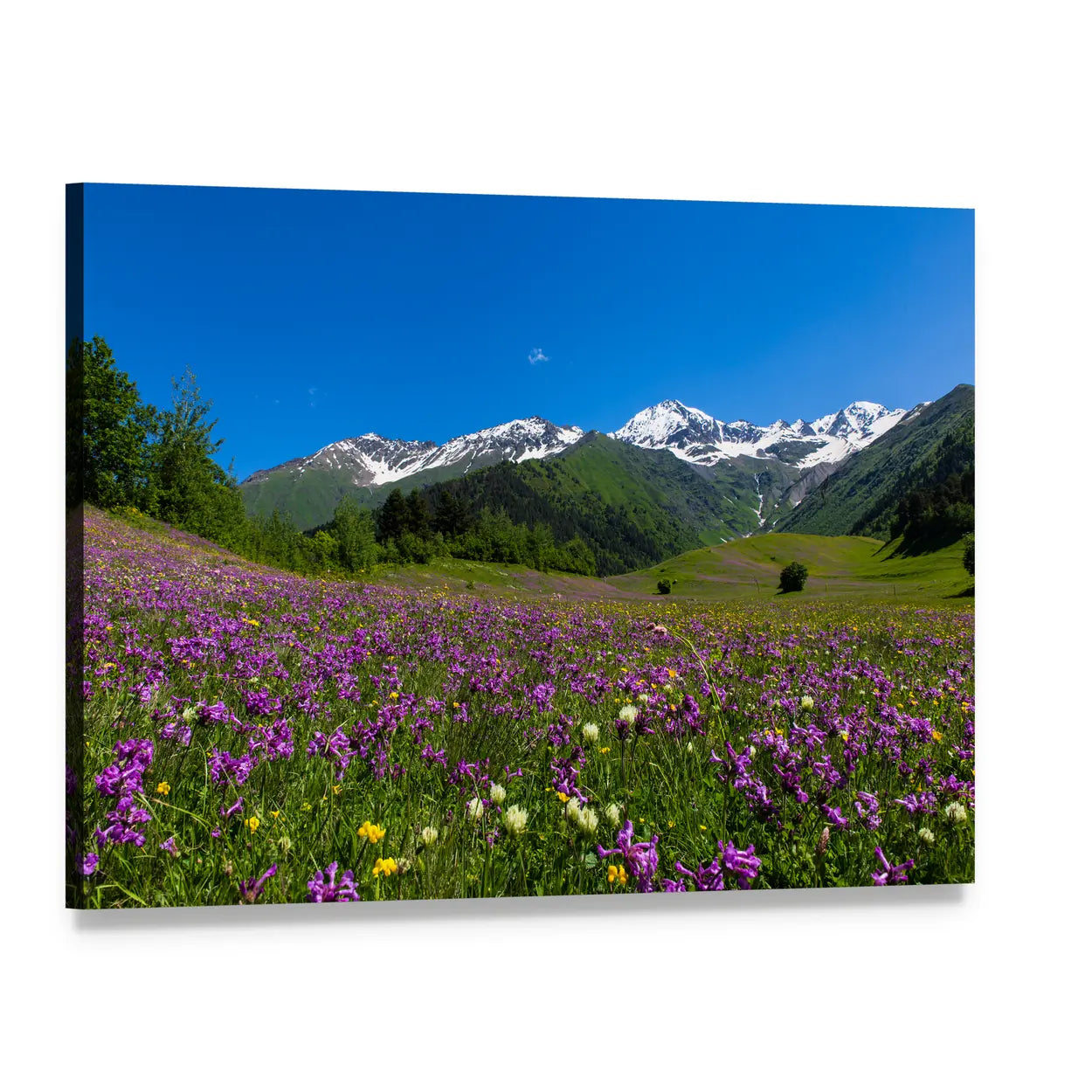 Alpine Fields with Purple Flowers Canvas Wall Art, single panel gallery wrapped canvas, angled product view