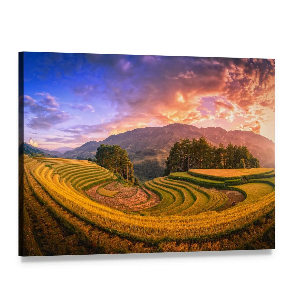 Rice Terraces at Sunset with Pine Tree Canvas Wall Art, single panel gallery wrapped canvas, angled product view