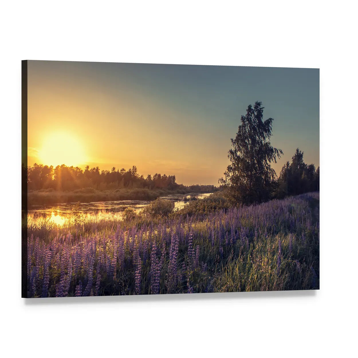 Lupines at Sunset Canvas Wall Art, single panel gallery wrapped canvas, angled product view