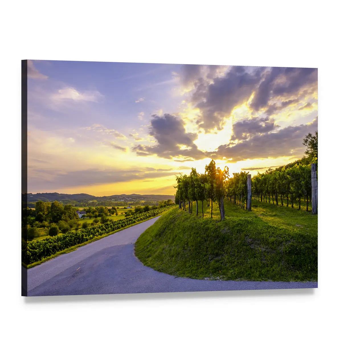 Vipava Valley Vineyard at Sunset Canvas Wall Art, single panel gallery wrapped canvas, angled product view
