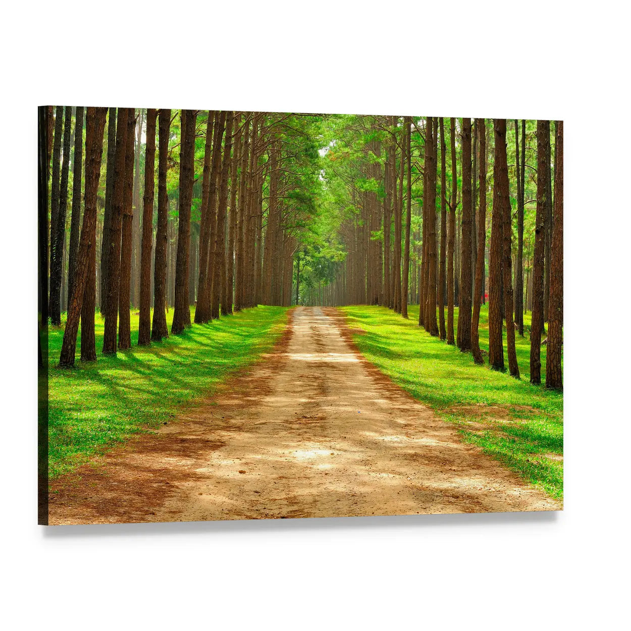 Pine Forest Path in Thailand Canvas Wall Art, single panel gallery wrapped canvas, angled product view