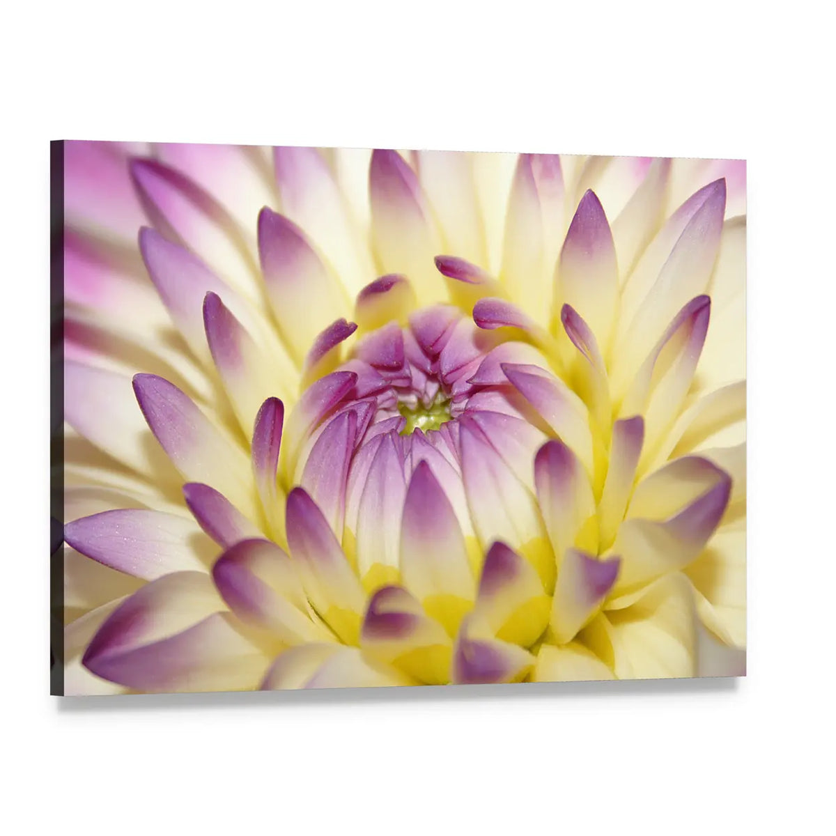 Macro Pink Flower Canvas Wall Art, single panel gallery wrapped canvas, angled product view