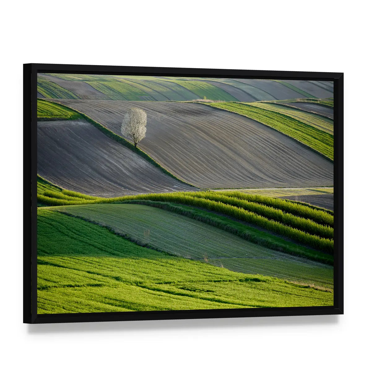 Wavy Fields In Poland Canvas Wall Art, framed canvas in a black floater frame, angled product view