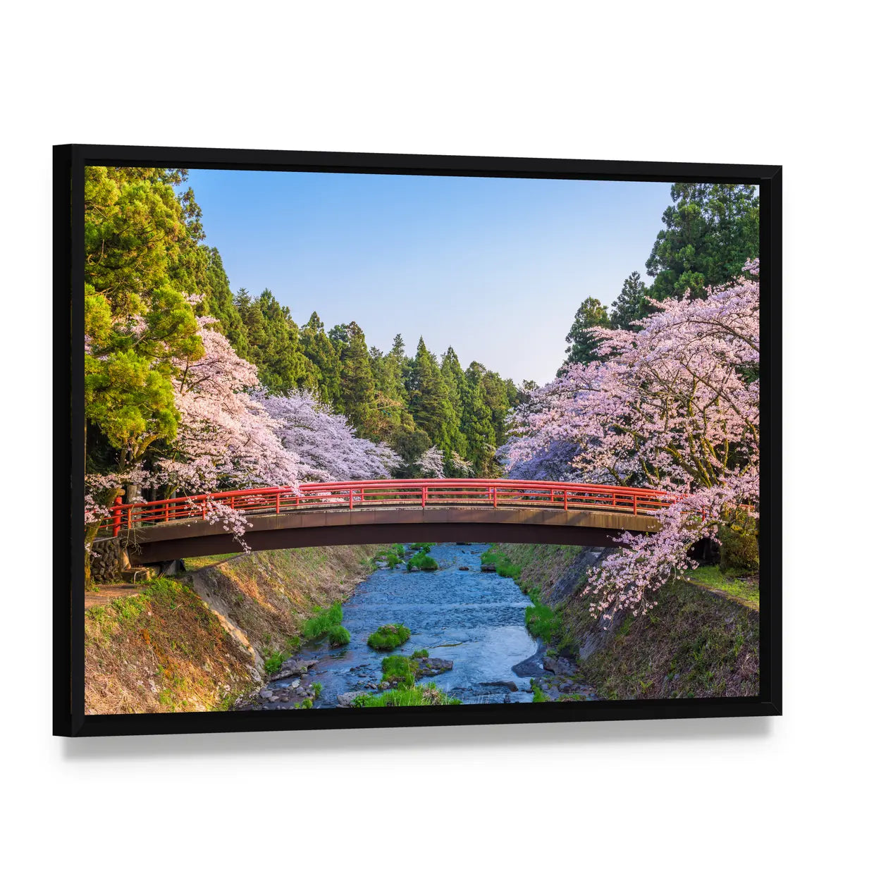 Cherry Blossoms Over Red Arched Bridge Canvas Wall Art, framed canvas in a black floater frame, angled product view