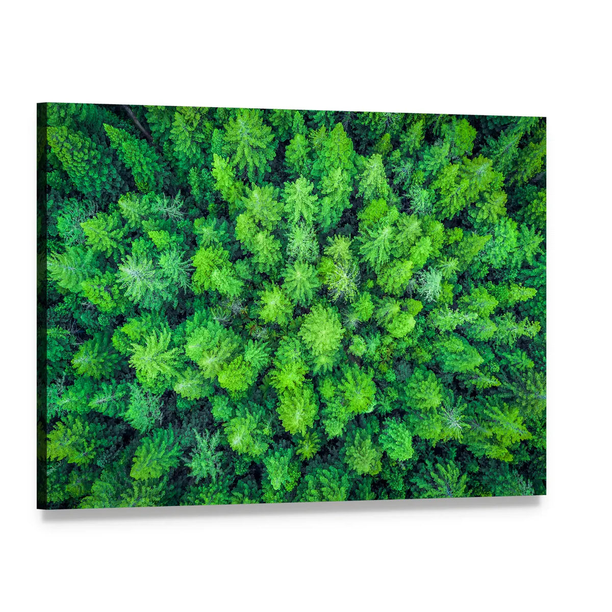 Aerial View Of Redwood Whakarewarewa Forest Canvas Wall Art, single panel gallery wrapped canvas, angled product view