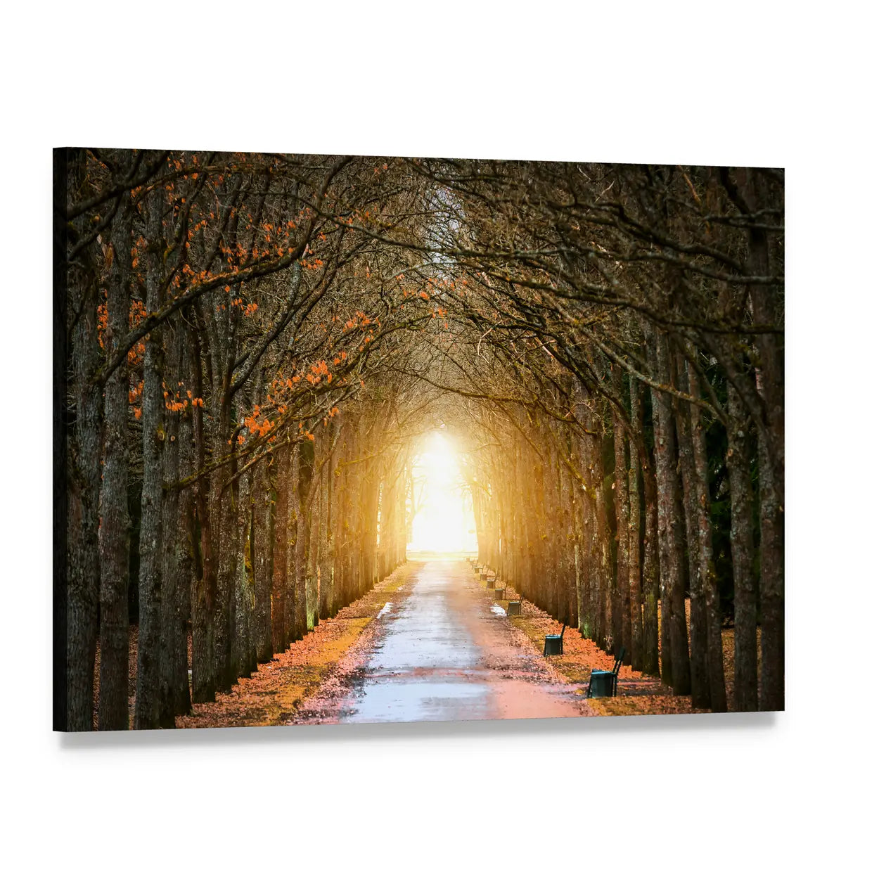 Autumn Tree Tunnel with Benches Canvas Wall Art, single panel gallery wrapped canvas, angled product view