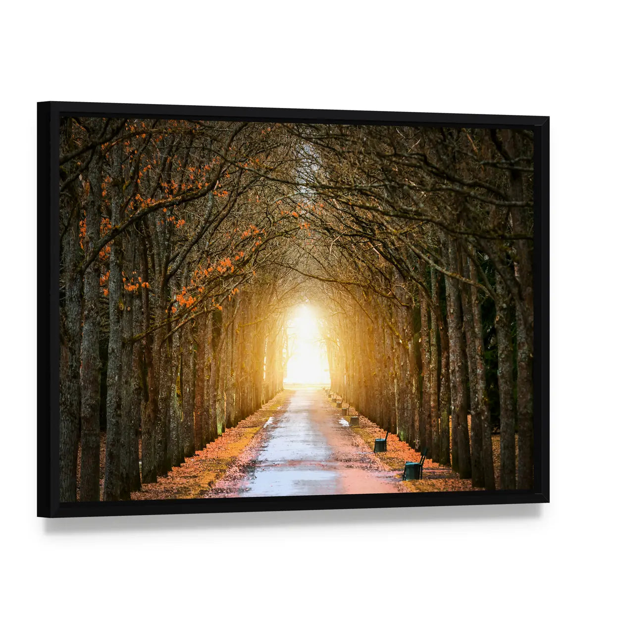 Autumn Tree Tunnel with Benches Canvas Wall Art, framed canvas in a black floater frame, angled product view