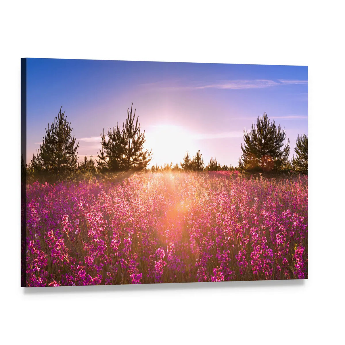Blossoming Meadow at Sunrise Canvas Wall Art, single panel gallery wrapped canvas, angled product view