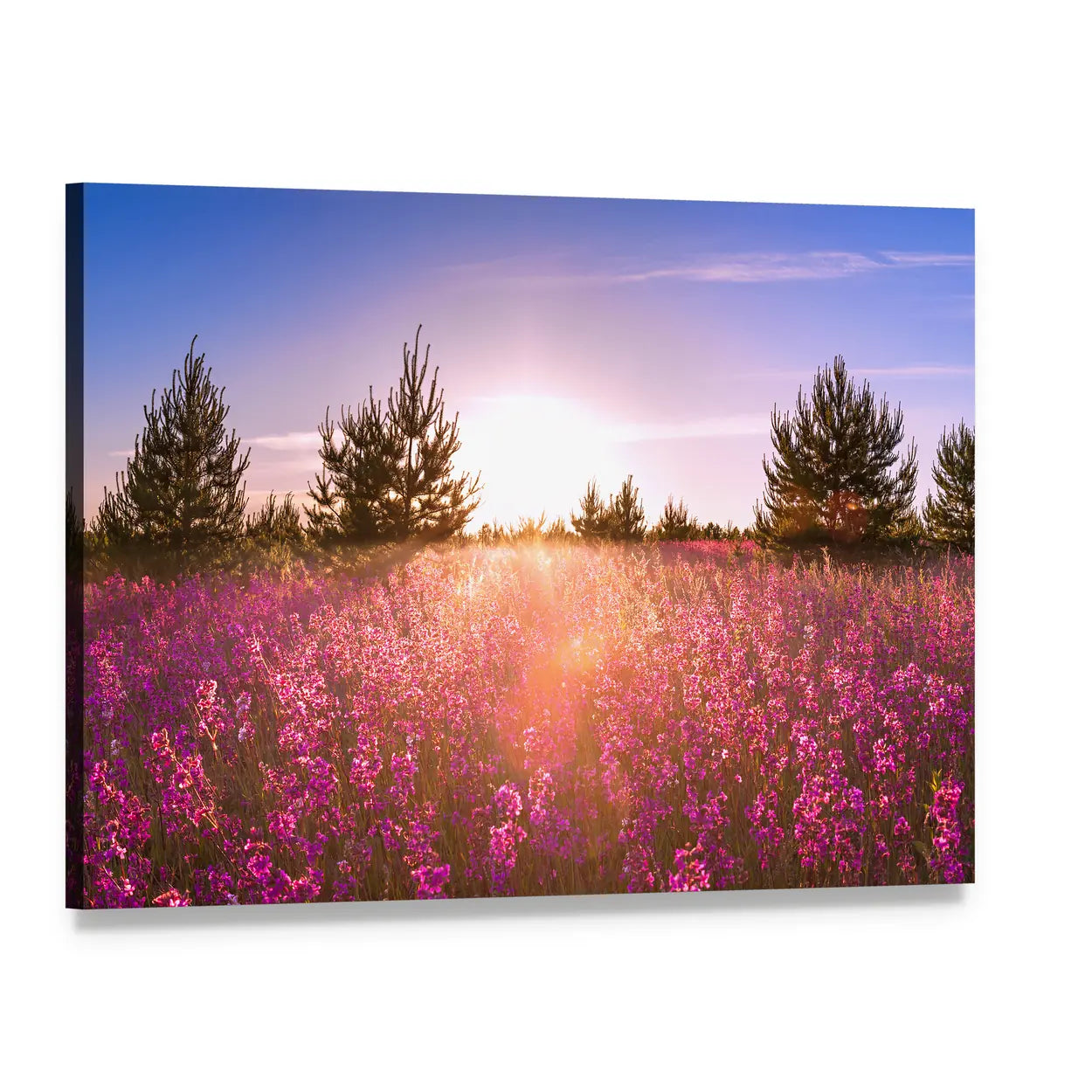 Blossoming Meadow at Sunrise Canvas Wall Art, single panel gallery wrapped canvas, angled product view