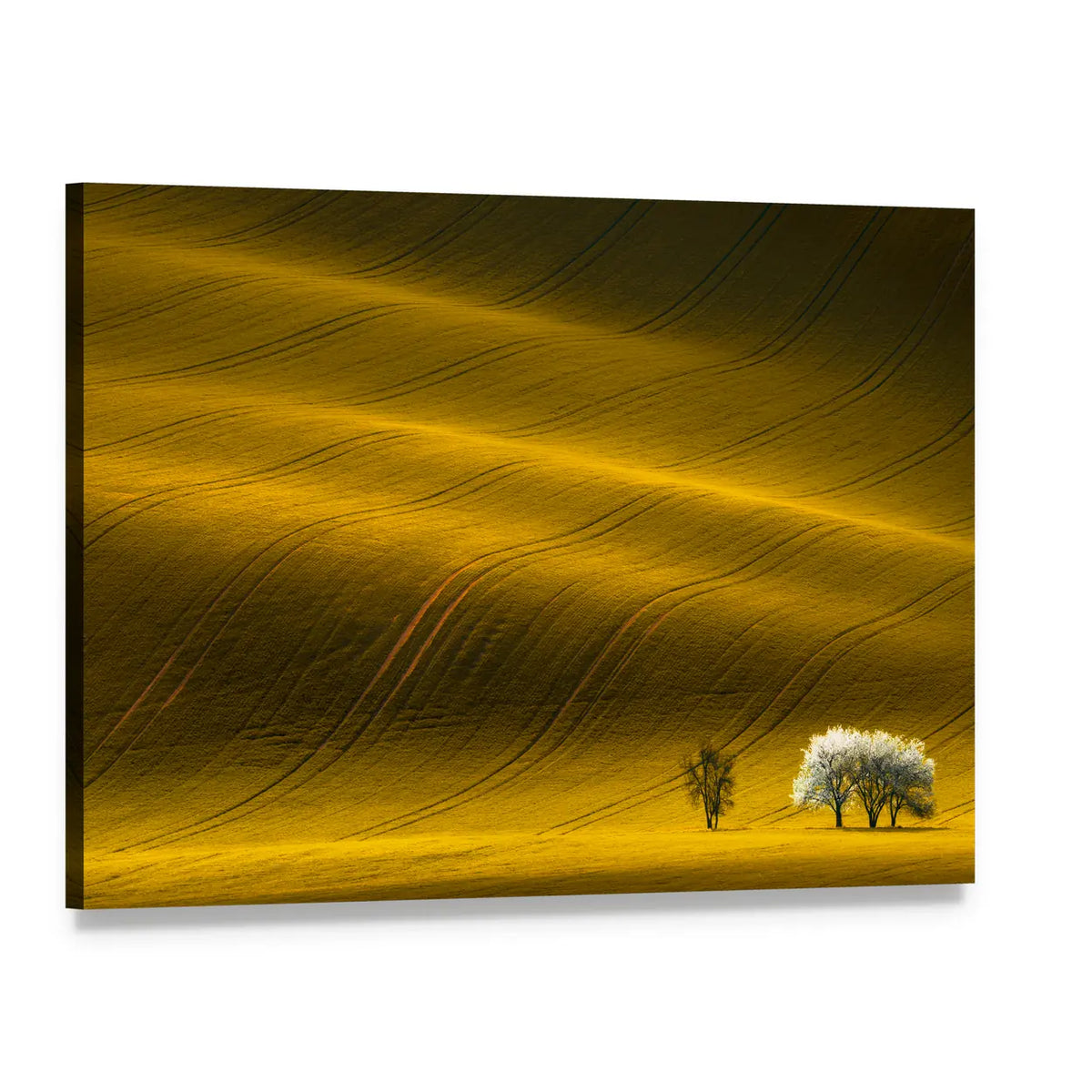 Spring Wavy Yellow Rapeseed Field Canvas Wall Art, single panel gallery wrapped canvas, angled product view