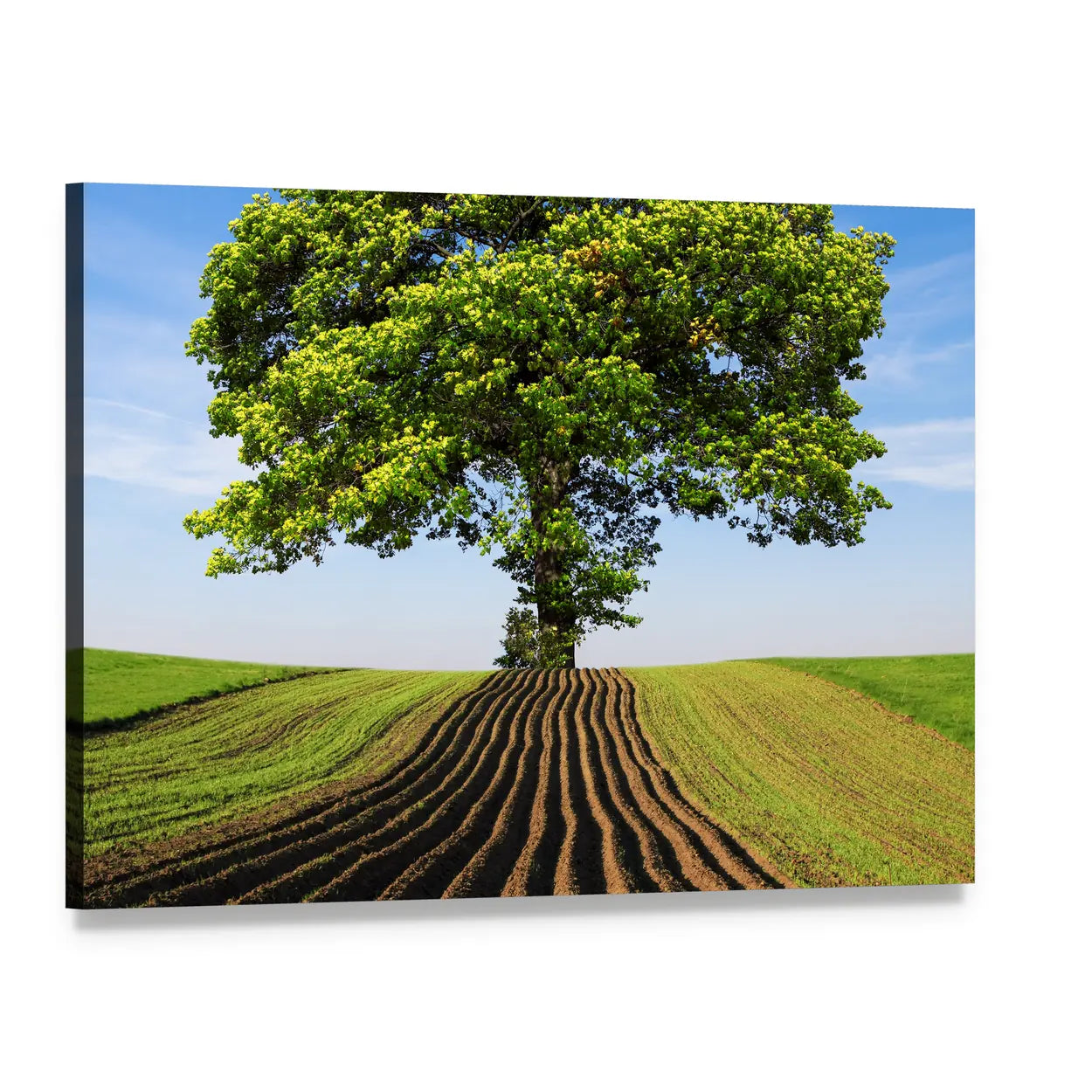 Lone Tree Over Plowed Field Canvas Wall Art, single panel gallery wrapped canvas, angled product view