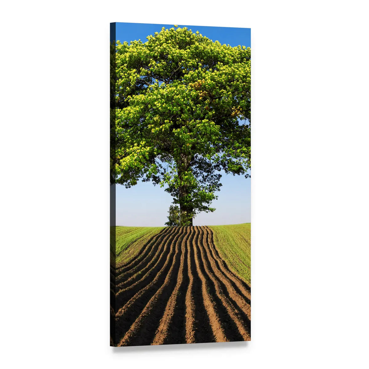 Lone Tree Above Furrowed Field Vertical Canvas Wall Art, 1 panel 1 Vertical layout gallery wrapped canvas set, angled product view