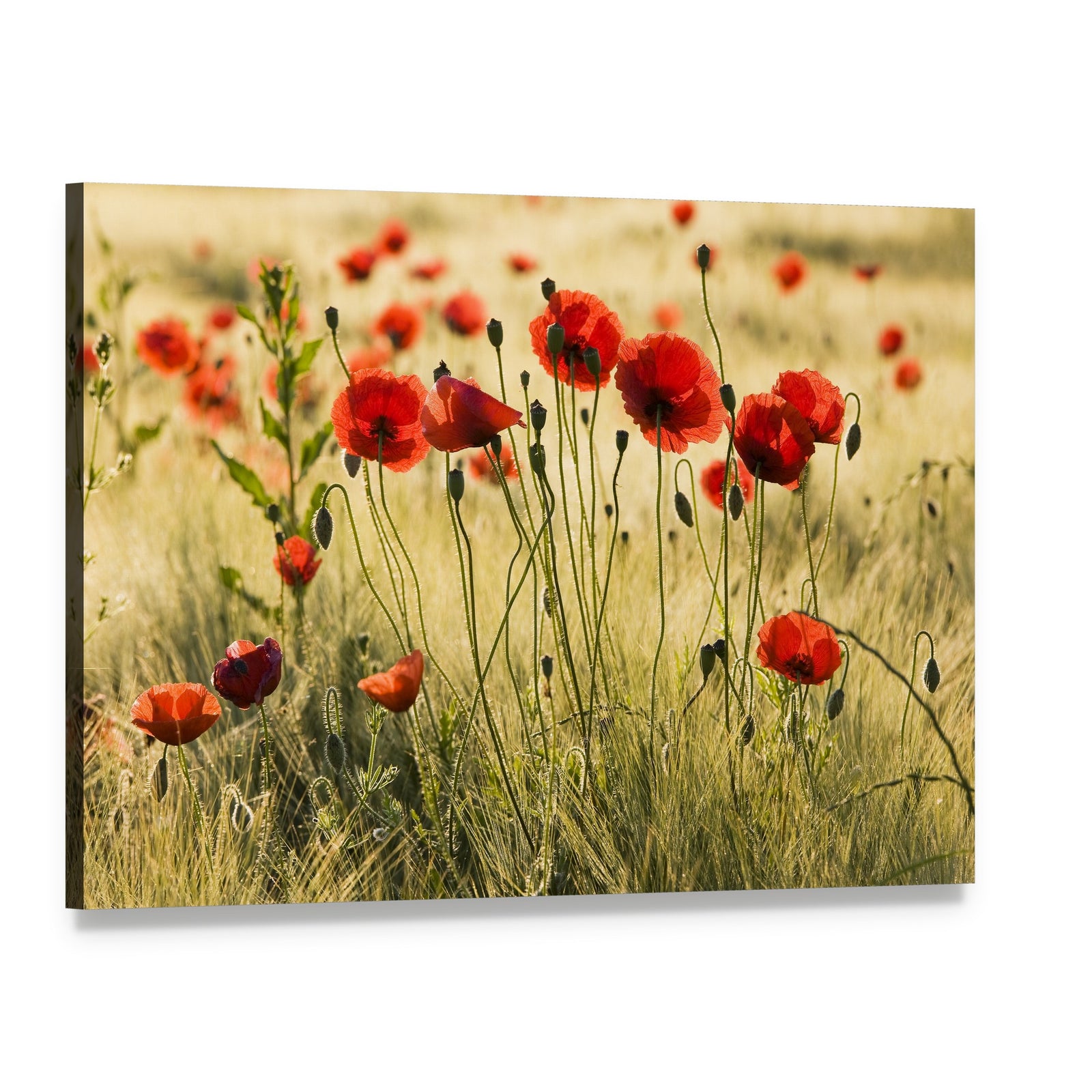 Poppy Flower Field Canvas Wall Art, single panel gallery wrapped canvas, angled product view