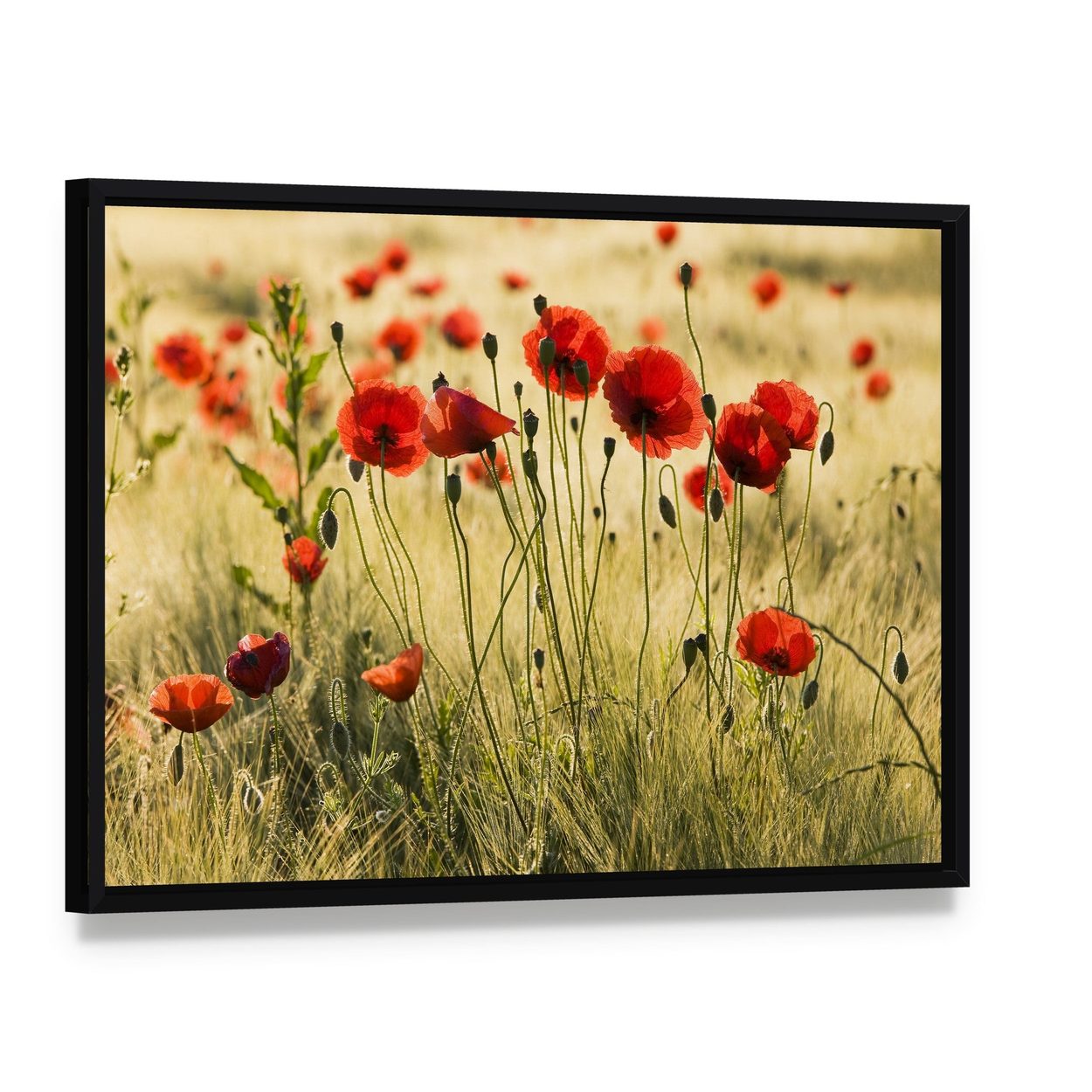 Poppy Flower Field Canvas Wall Art, framed canvas in a black floater frame, angled product view