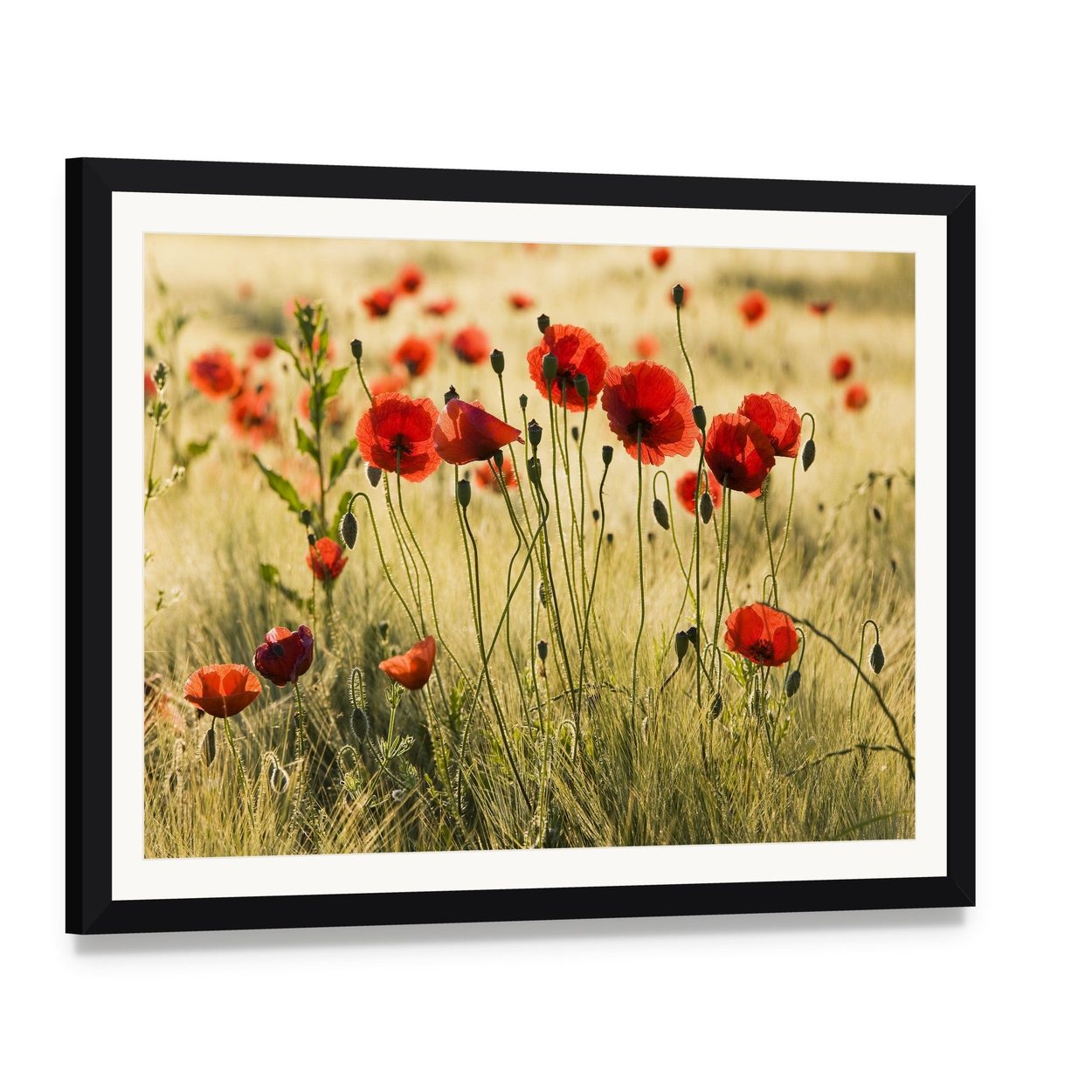Poppy Flower Field Canvas Wall Art, framed print with white mat and black frame, angled product view
