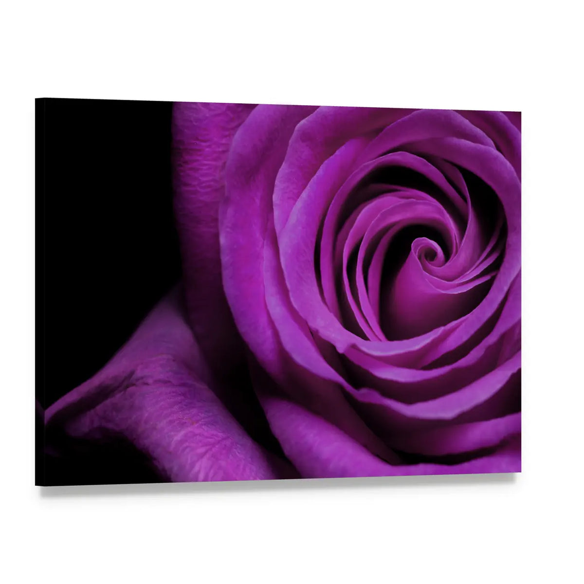 Purple Rose Close-Up Canvas Wall Art, single panel gallery wrapped canvas, angled product view