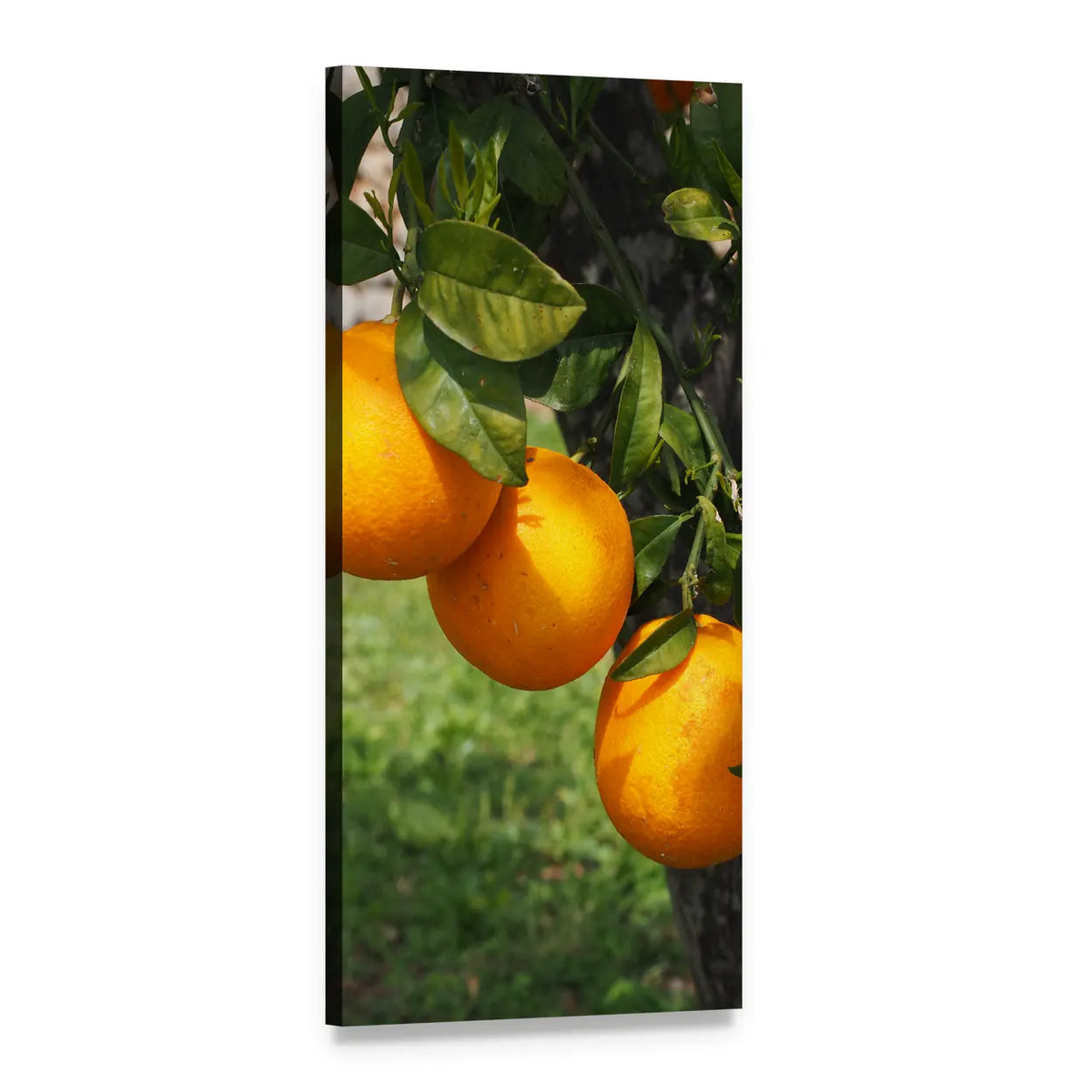 Orange Tree with Three Oranges Canvas Wall Art, 1 panel 1 Vertical layout gallery wrapped canvas set, angled product view