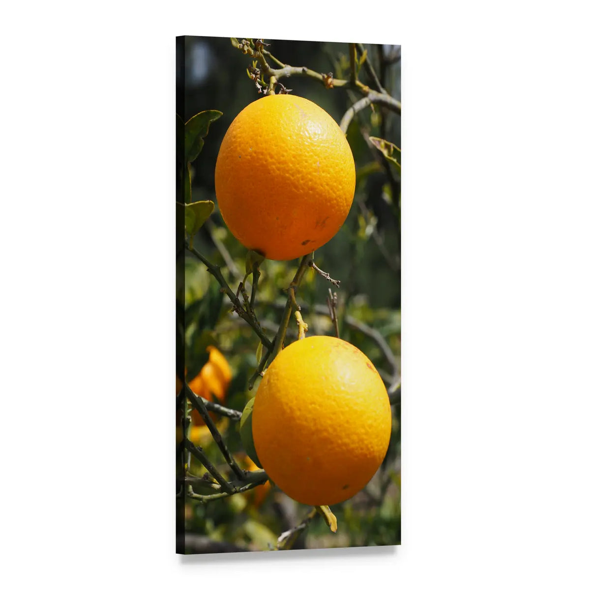 Fresh Orange Tree with Two Ripe Oranges Vertical Canvas Wall Art, 1 panel 1 Vertical layout gallery wrapped canvas set, angled product view