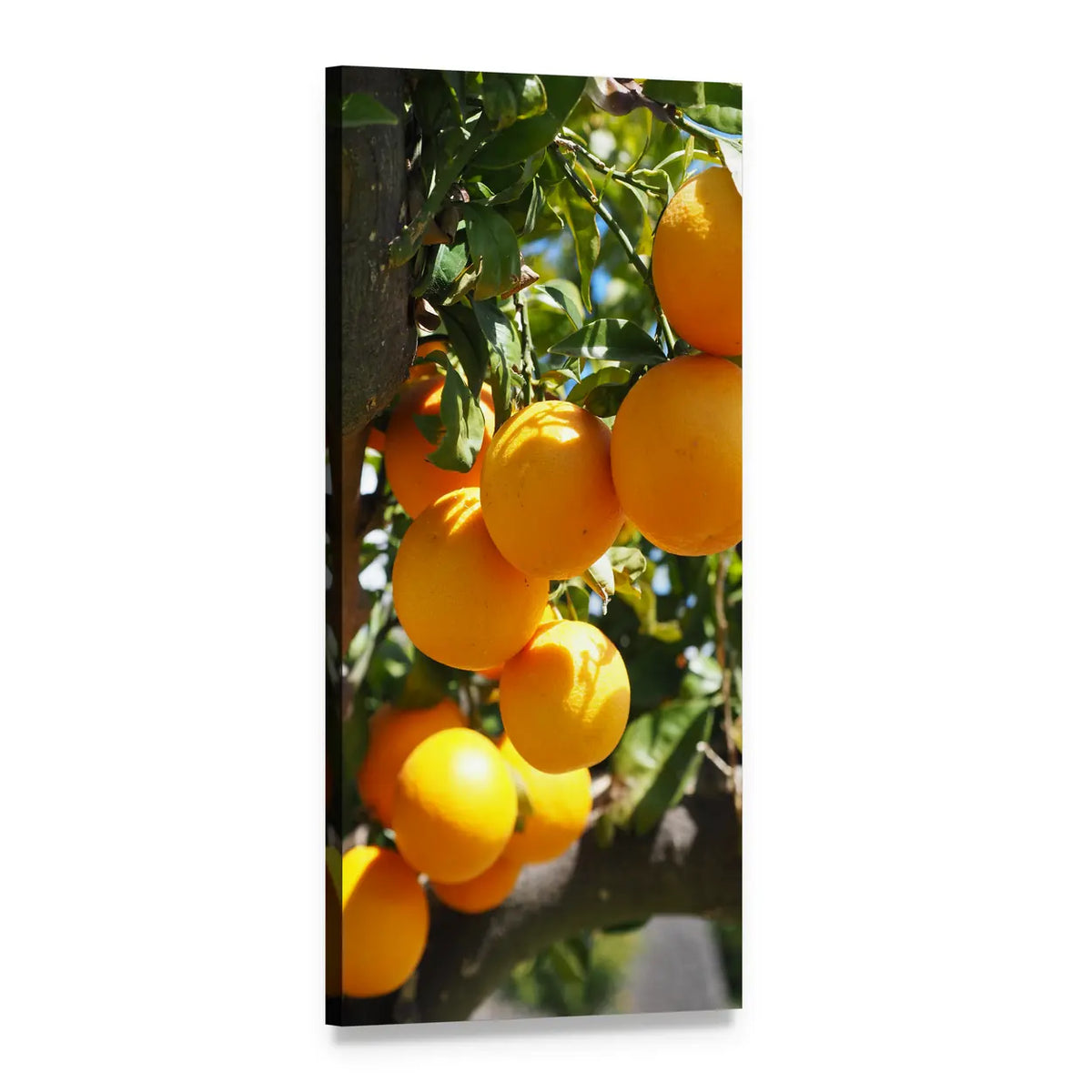 Sunlit Oranges on a Branch Vertical Canvas Wall Art, 1 panel 1 Vertical layout gallery wrapped canvas set, angled product view