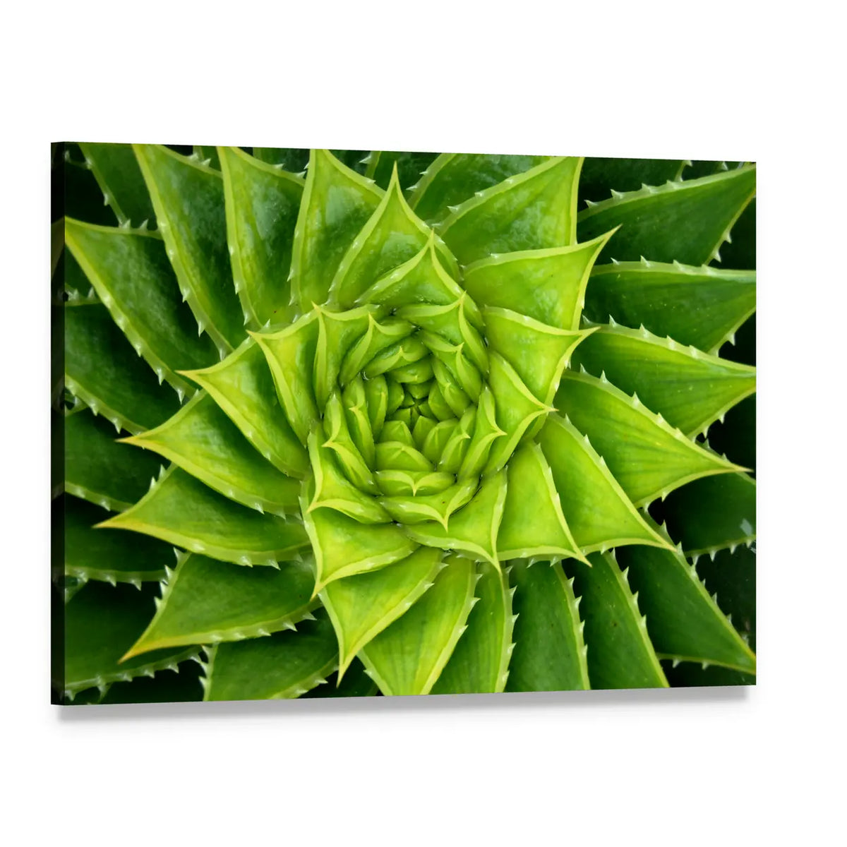 Vivid Green Spiral Aloe Plant Canvas Wall Art, single panel gallery wrapped canvas, angled product view