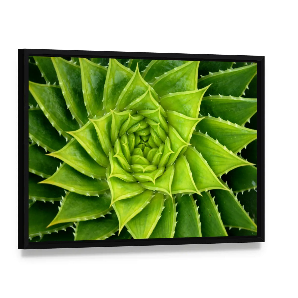 Vivid Green Spiral Aloe Plant Canvas Wall Art, framed canvas in a black floater frame, angled product view
