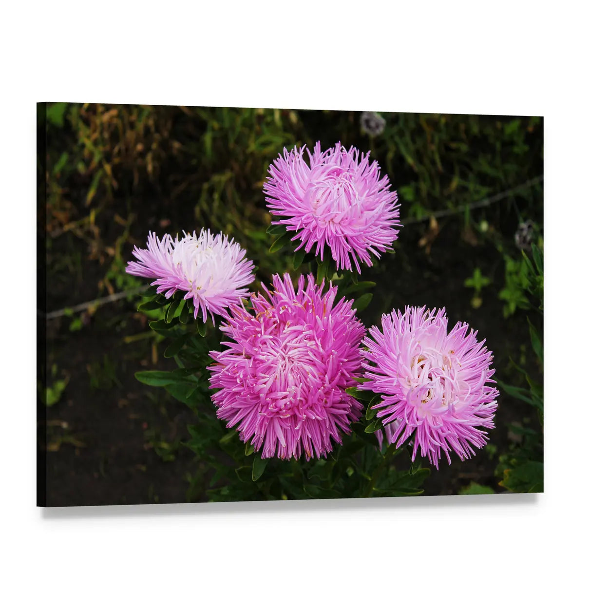 Aster Flowers Close-up Canvas Wall Art, single panel gallery wrapped canvas, angled product view