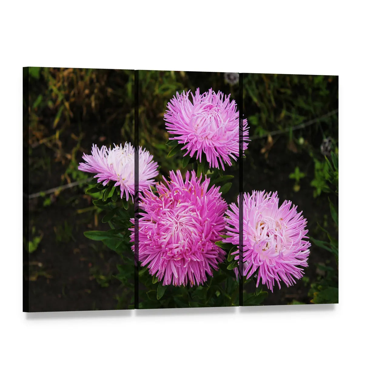 Close-up of Five Aster Flowers Canvas Wall Art, 3 panel 3 Horizontal layout gallery wrapped canvas set, angled product view