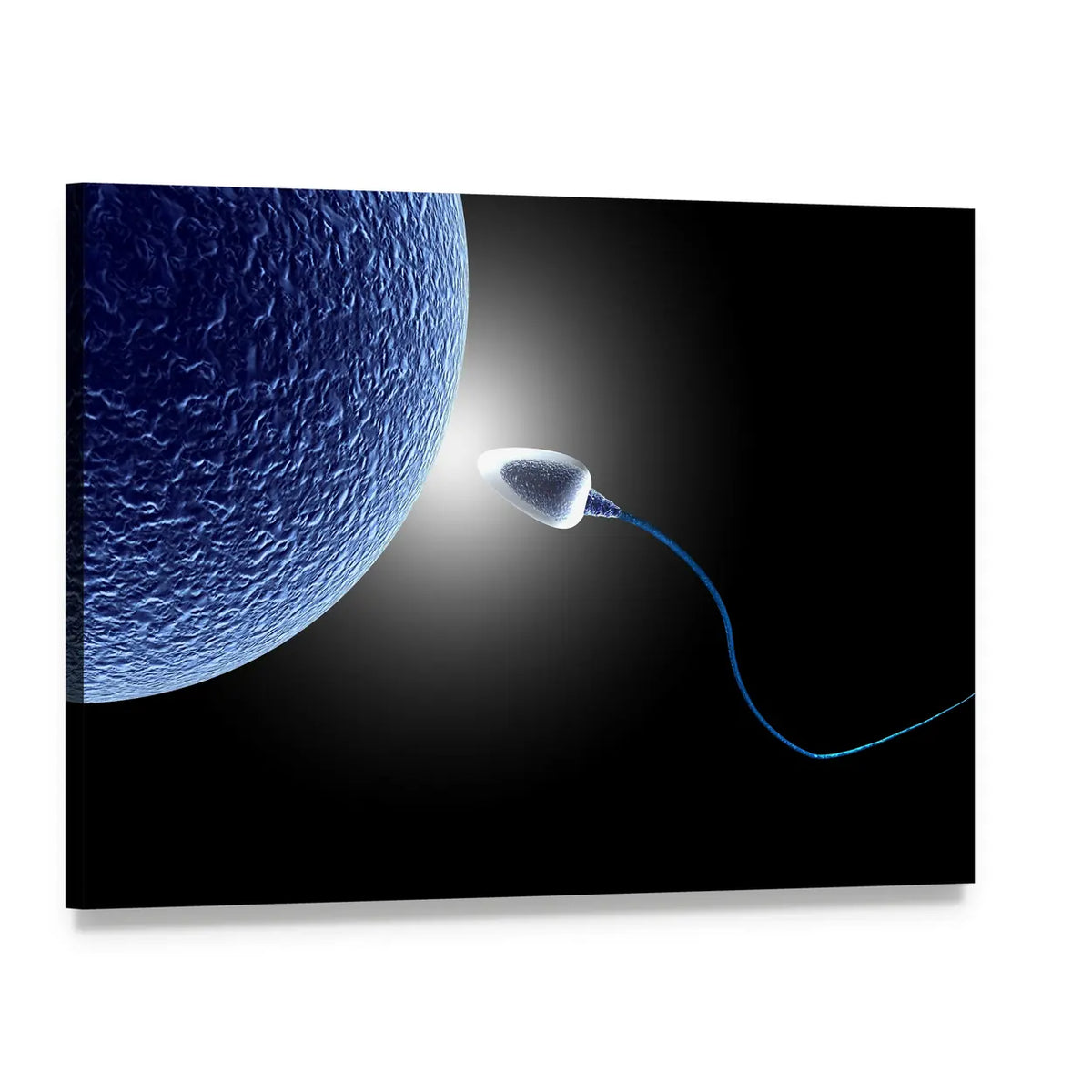 Sperm and Egg Fertilization Close-up Canvas Wall Art, single panel gallery wrapped canvas, angled product view
