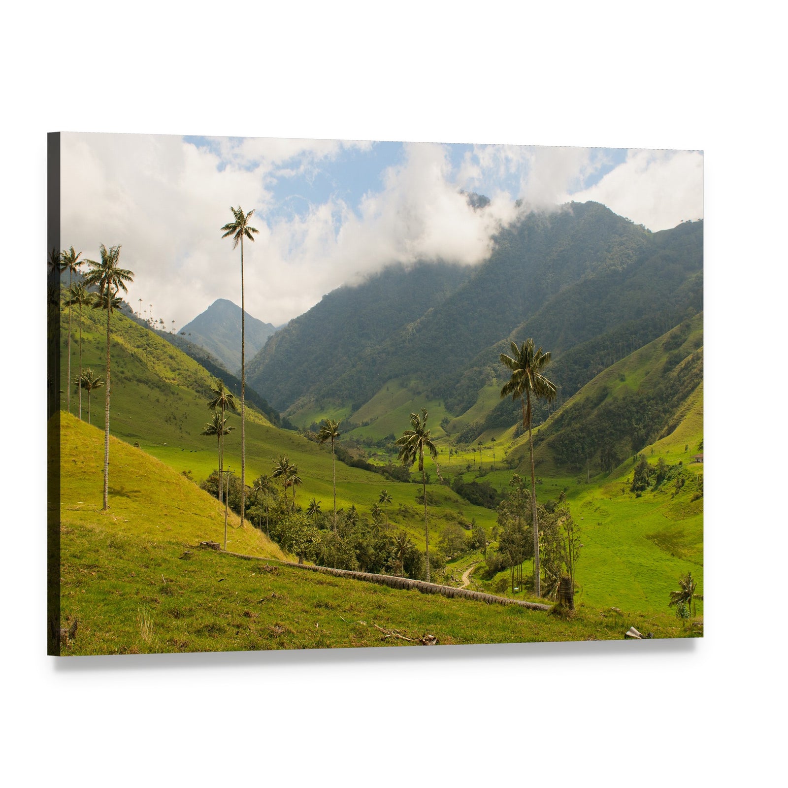 Wax Palm Trees of Cocora Valley Canvas Wall Art, single panel gallery wrapped canvas, angled product view