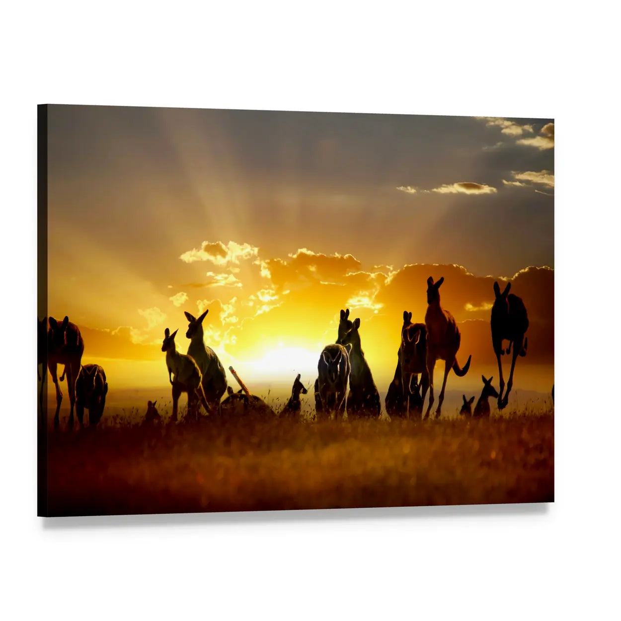 Australian Outback Kangaroos at Sunset Canvas Wall Art, single panel gallery wrapped canvas, angled product view